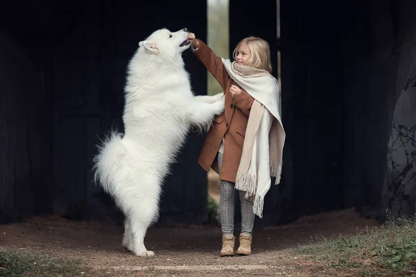 Preteen Mädchen Spielt Mit Samoy Hund Freien — Stockfoto