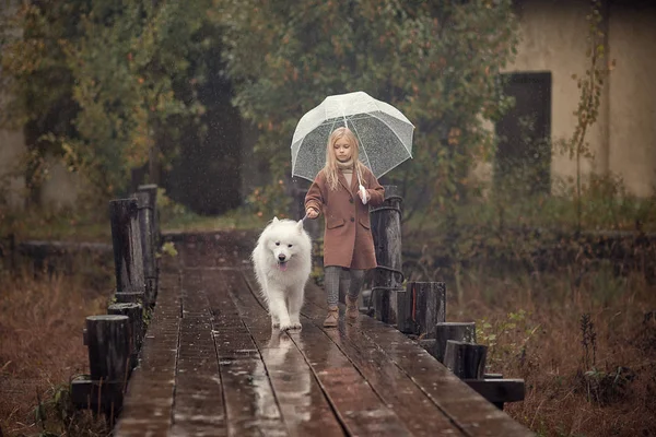 サモエド犬雨の中で木製の桟橋の上を歩くと傘を保持している陽気な少女 — ストック写真