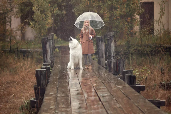 雨の中で木製の桟橋に立っているサモエド犬と傘を持って女の子のショットをフルの長さ — ストック写真