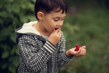 bahçede ahududu yeme küçük çocuk yan görünüm portre