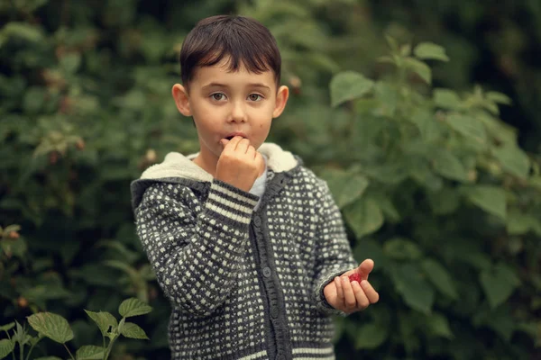 Portret Van Jongen Het Eten Van Frambozen Tuin — Stockfoto