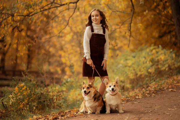 Full Length Shot Preteen Girl Standing Park Two Cute Corgis — Stockfoto