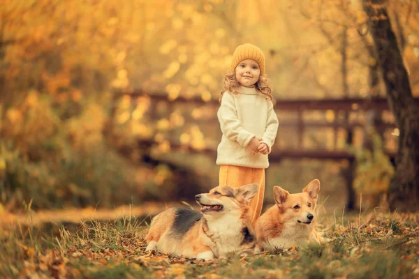 Söt Flicka Står Höstparken Mössa Med Två Corgi Hundar — Stockfoto