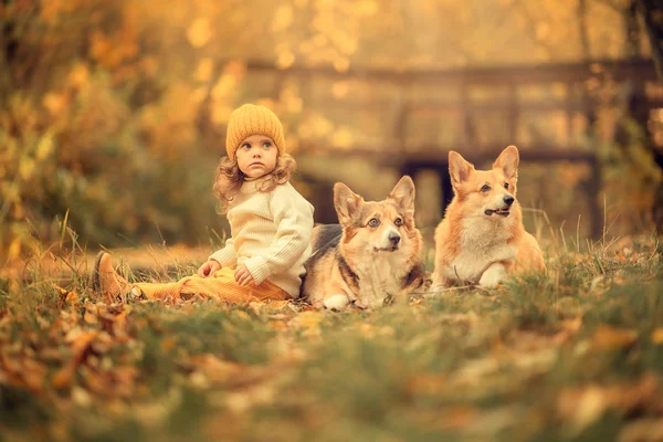 Прелестная Девушка Сидит Земле Собаками Парке — стоковое фото