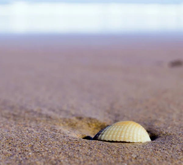 Shell Στην Παραλία — Φωτογραφία Αρχείου