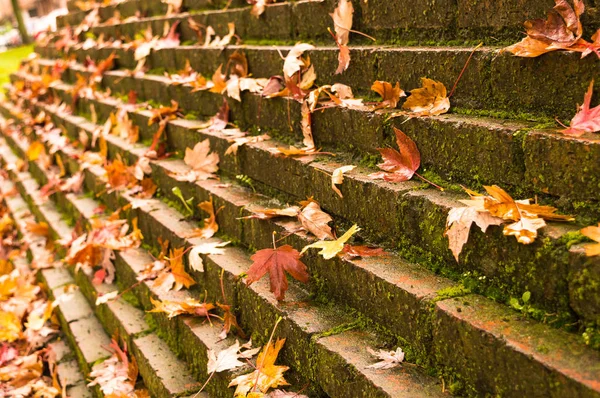 Outono Folhas Outonais Caíram Nas Escadas Parque — Fotografia de Stock