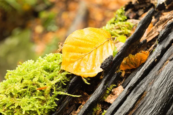 Kayın siyah gövde üzerinde düşmüş yaprak