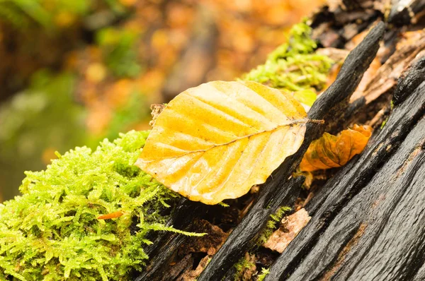 Kayın siyah gövde üzerinde düşmüş yaprak