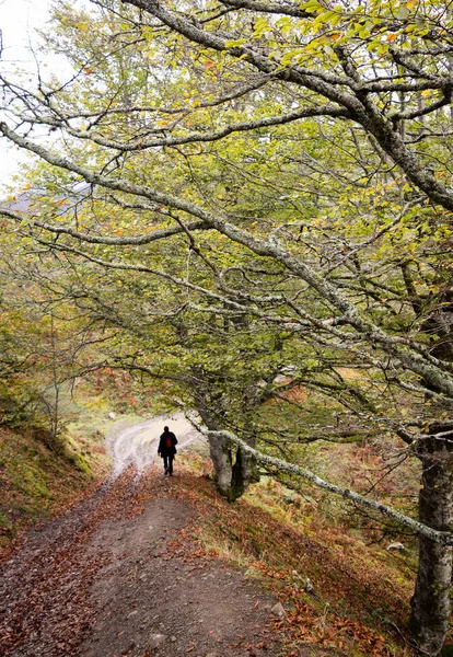Senderismo Una Ruta Por Bosque Haya Ponga Asturias — Foto de Stock