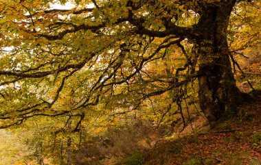 Asturias, İspanya, Redes doğal Park içinde Fabucao kayın orman yoluyla hiking.