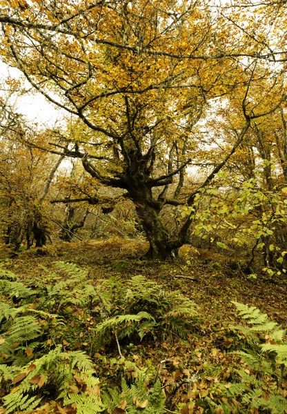 Wędrówki Jesienią Przez Las Bukowy Klasztor Hermo Asturia Hiszpania — Zdjęcie stockowe