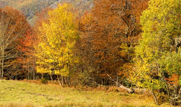 Sonbahar kayın ormanı ısıyla Manastırı, Asturias, İspanya sırasında hiking.