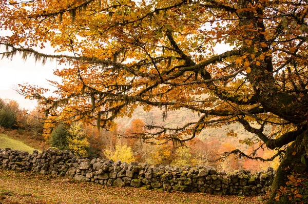 Pěší Turistika Podzimní Buk Lesní Klášter Hermo Asturias Španělsko — Stock fotografie