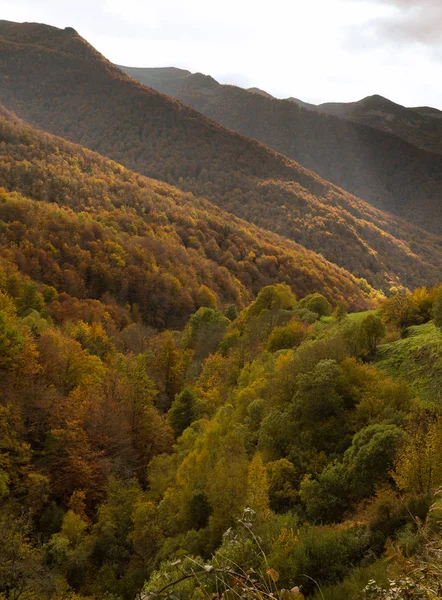 Escursioni Autunnali Nella Faggeta Del Monastero Hermo Asturie Spagna — Foto Stock