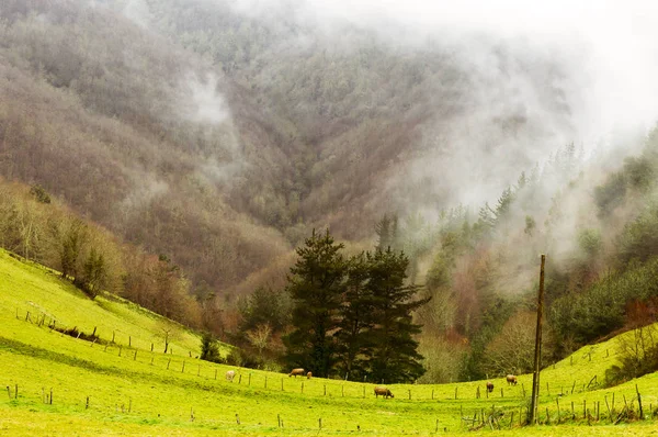奶牛在低云的树木繁茂的山坡前放牧 用雾包裹着常青的针叶树 在风景秀丽的 Taramundi 地区以秋天的山毛榉树木为背景 — 图库照片