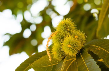 detay güneş ışığı altında bir ağaçta olgun kestane (Castanea sativa). Leon, İspanya
