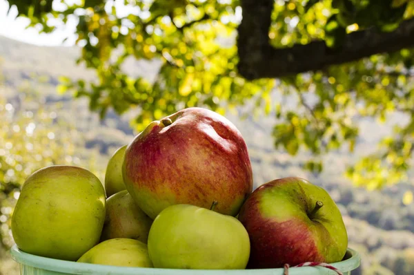 Pommes Dans Seau Sous Pommier Pendant Récolte Début Automne Avec — Photo