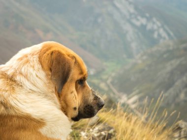 Bir güzel Asturias valley adlı seyir kahverengi ve beyaz çoban köpeği