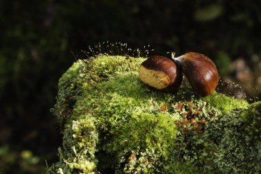 Bir kestane ile bir gövde kalıntısı üzerine farklı düşmüş, yeşil bukle yakın moss, çalılar içinde büyüyen, tür. Odaklanmamış arka plan. Canlı renkler. Asturias, İspanya