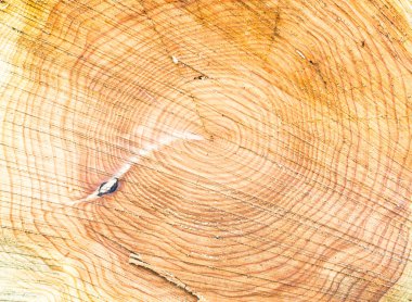 Kesilmiş ağaç gövdesinin ahşap dokusu, yakın plan.