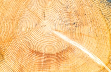 Kesilmiş ağaç gövdesinin ahşap dokusu, yakın plan.