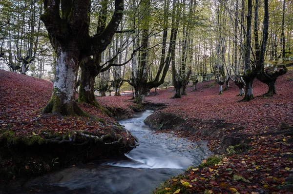 Zemin ile Otzarreta ormanın büyük ağaçlar arasında geçen bir güzel akımı ile renkli kayın ormanı tam düşmüş sonbahar kırmızı yaprak, doğal park Gorbea, Bizkaia, İspanya