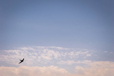 Mavi gökyüzü arka plan üzerinde bir kırlangıç siluet.