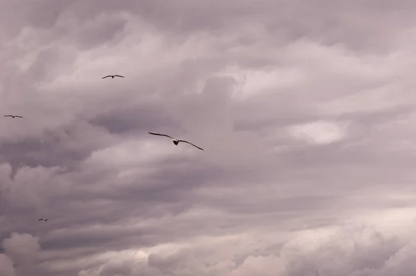 Panorámás Kilátás Nyílik Egy Csoportja Seagulls Repülés Ellen Egy Viharos — Stock Fotó