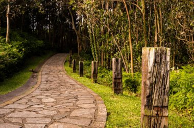 Yolun kenarında Yataklı vagonlar ile güneş tarafından aydınlatılmış güneşli yeşil orman üzerinden dolambaçlı taş yol.