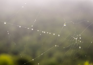 Çiy damlaları gündoğumu sis arka plan ile spiderwebs çim kaplı. Bağırdı, Asturias, Spian, Europe.