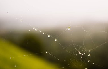Çiy damlaları gündoğumu sis arka plan ile spiderwebs çim kaplı. Bağırdı, Asturias, Spian, Europe.