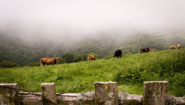 Sisli sabah inekler otlatma sürüsü bir çayır üzerinde. Bağırdı, Asturias, İspanya, Europe.