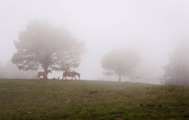 Sis, bir kısrak ve onu damızlık ile çam ağaçlarında sahne. Bağırdı, Asturias, İspanya. Europe.