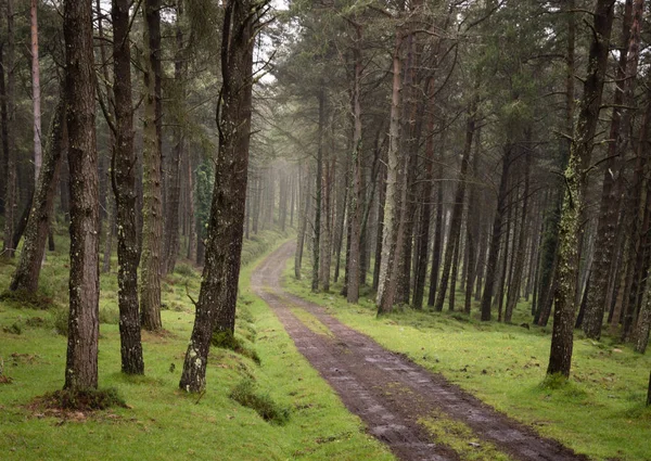 Carretera Tierra Serpenteante Través Bosques Pinos Verdes Iluminados Por Rayos — Foto de Stock