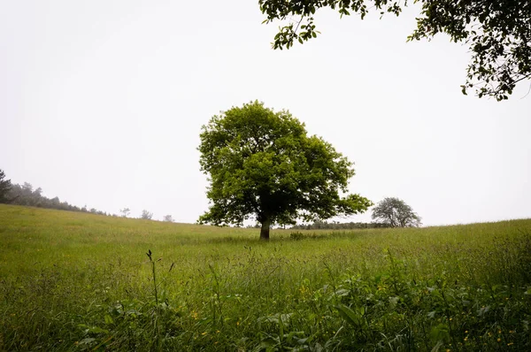 Einsame Grüne Eiche Auf Dem Feld Asturien Spanien Europa — Stockfoto