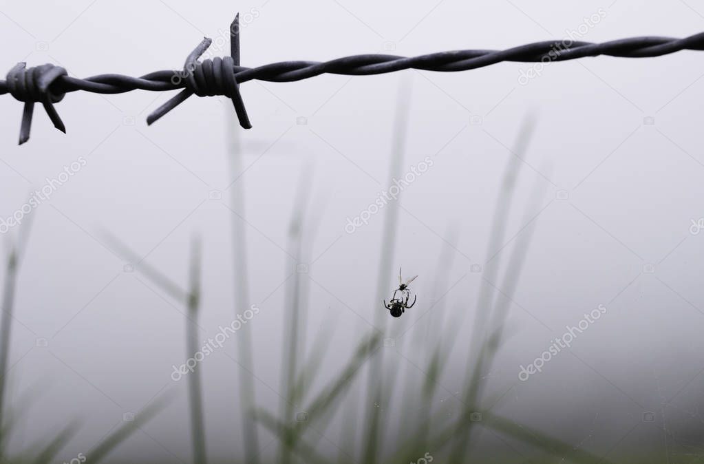 A spider is hunting from a barbed wire a fly. Fog in background.