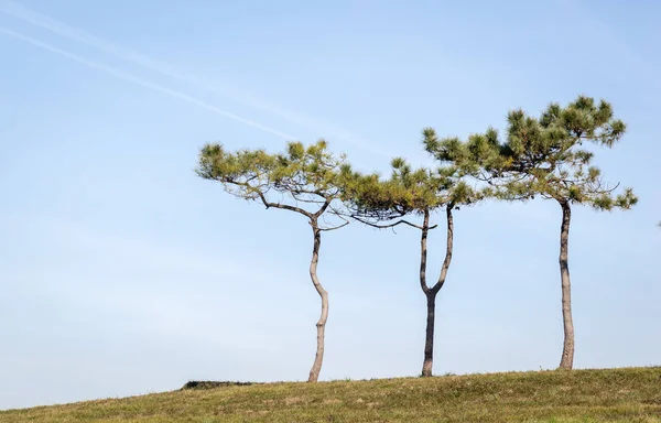 Magányos fák (fenyőfák) a domb tetején, nyáron kék eget — Stock Fotó