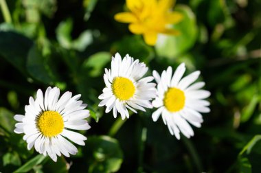 Bahar aydınlık yatay, yeşil çim güzel kır çiçekleri camomiles