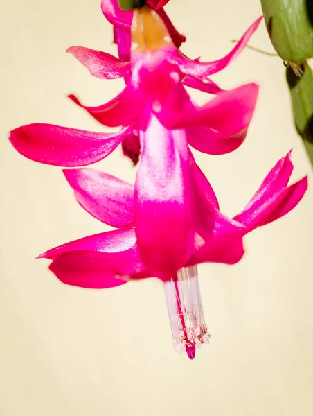 Bellissimi fiori rosa cactus di Natale Schlumbergera truncata — Foto Stock