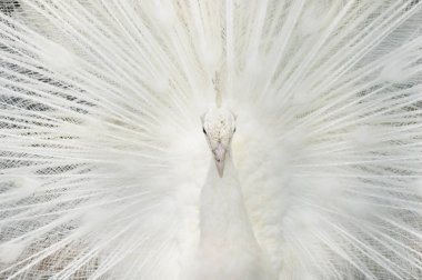 Açık tüyleri olan, gelinlik dansı yapan beyaz tavus kuşu portresi.