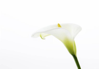 Beyaz Arka Plan Üzerinde İzole Edilmiş Güzel Calla Lilyum Çiçeğinin Yakın Çekim