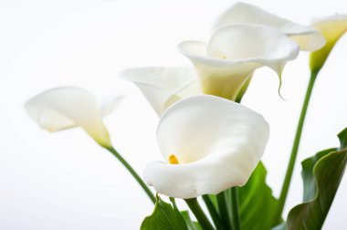 Beyaz Arka Plan Üzerinde Yaprak İzole Ile Güzel Calla Lilyum Çiçekler