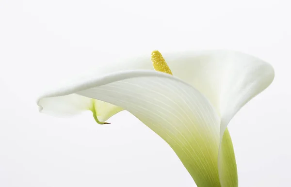 Beyaz Arka Plan Üzerinde İzole Edilmiş Güzel Calla Lilyum Çiçeğinin Yakın Çekim
