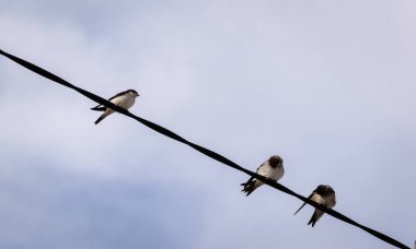 Arka planda mavi bir gökyüzü ile güç hatları üzerinde ahır kırlangıçlar Sürüsü