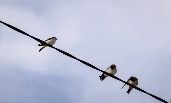 Flock a pajtában a tápfeszültség vonalak a kék ég a háttérben — Stock Fotó