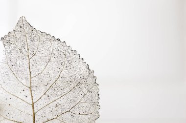Beyaz arka plan yakın çekim makro üzerinde güzel doku ile şeffaf iskelet yaprak