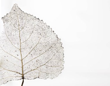 Beyaz arka plan yakın çekim makro üzerinde güzel doku ile şeffaf iskelet yaprak