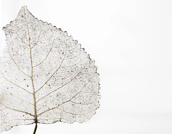 Beyaz arka plan yakın çekim makro üzerinde güzel doku ile şeffaf iskelet yaprak