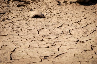 Kuru ve Çatlak Zeminli, Genç Bitkilerin Yetişmesiyle Arazi. Arka Plan Dokusu. En İyi Görüntü