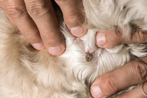 吸血昆虫 犬の血を吸うと病原体の拡散を犬ティックします — ストック写真